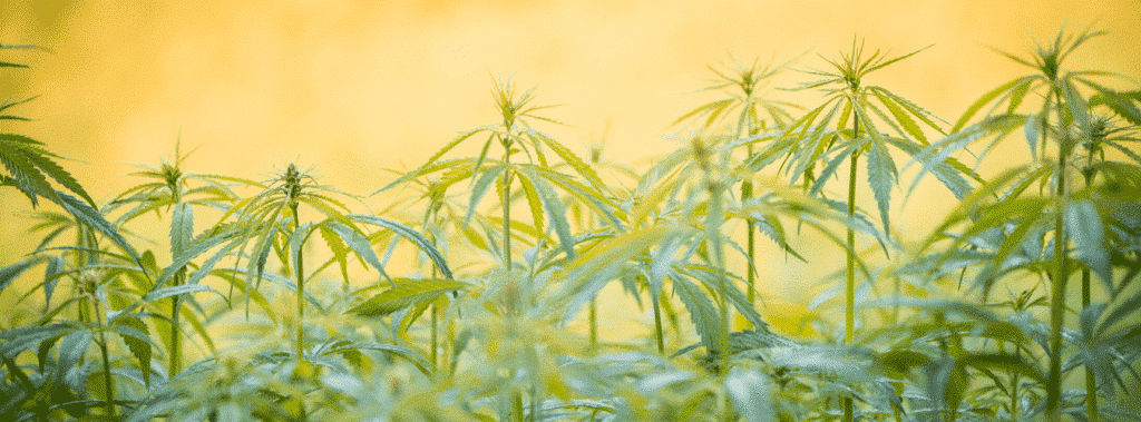 L'histoire du cannabis