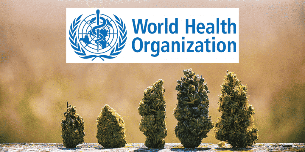 CANNABIS WELTGESUNDHEITSORGANISATION