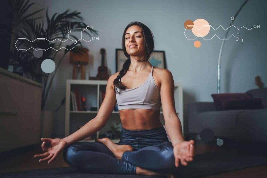 função dos endocanabinóides