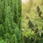 Cáñamo vs. Marihuana