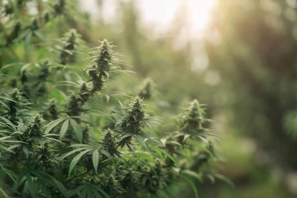 Marihuanateelt
