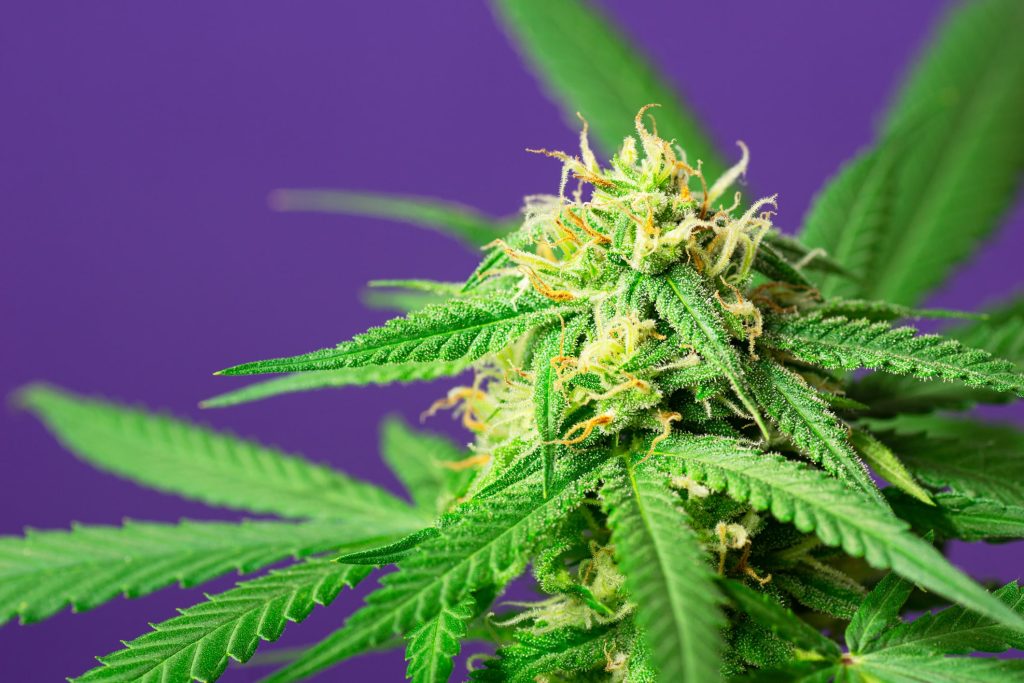 Effet d'entraînement du cannabis