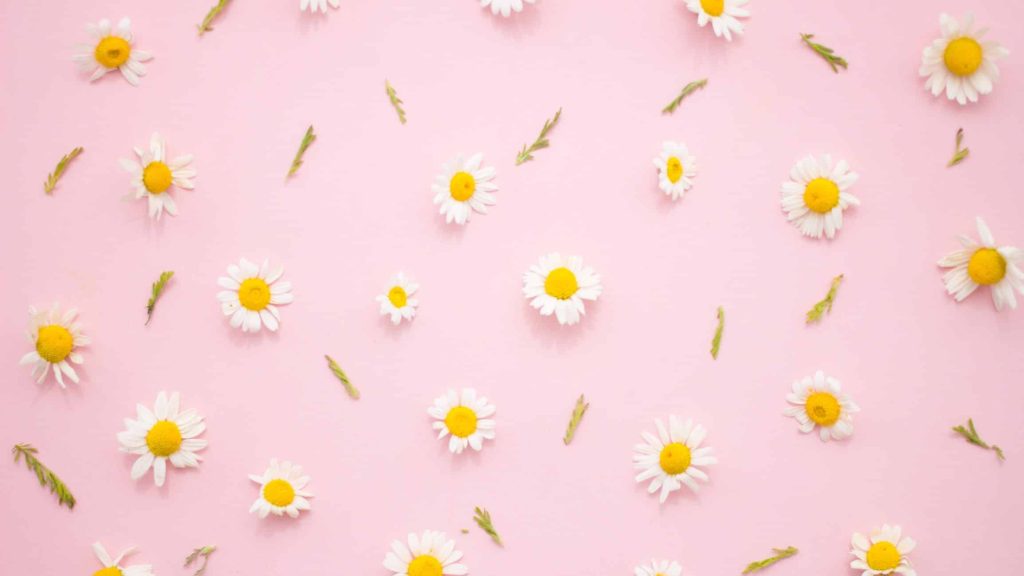 Bisabolol, een bloemige terpeen uit kamille in cannabis