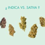 Clasificacion indica sativa