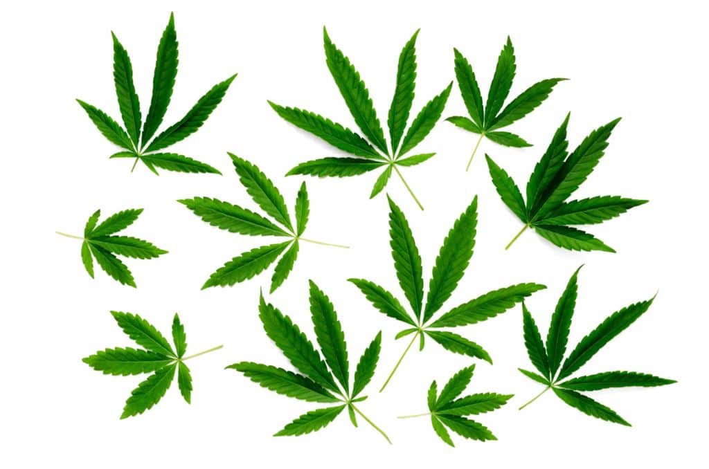 Hojas de marihuana