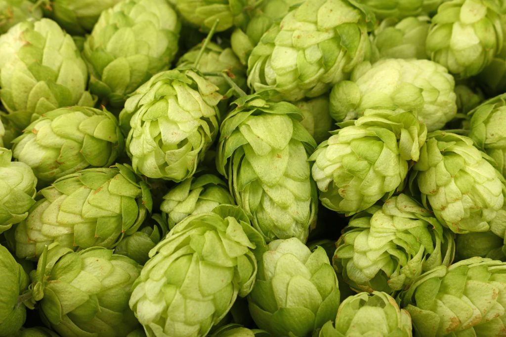 Houblon riche en alpha-humulène terpène