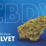 Flor de CBD CBDV Velvet OG Skunk