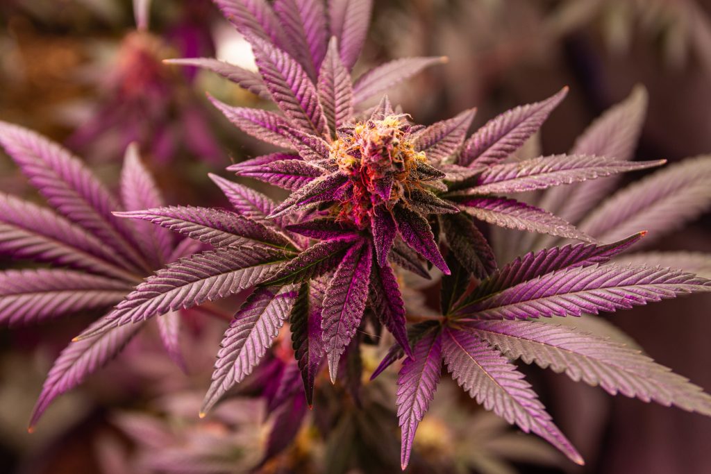 Marihuana morada