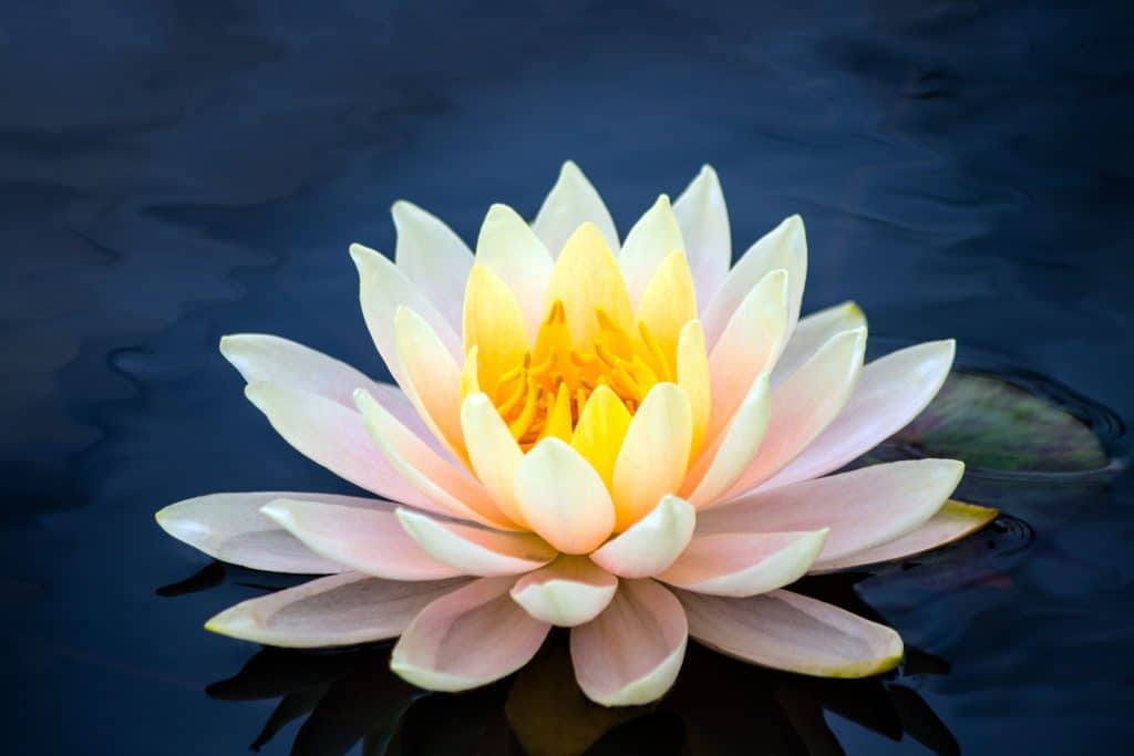 Flor de lótus, símbolo de abertura espiritual