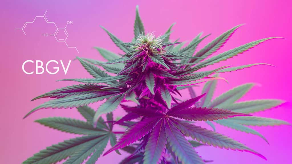 Cannabigerovarine (CBGV) van cannabis