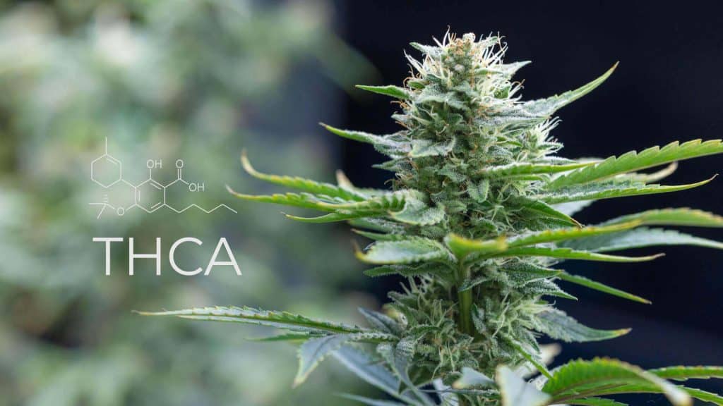 THCA Cannabinoïde chemische molecule