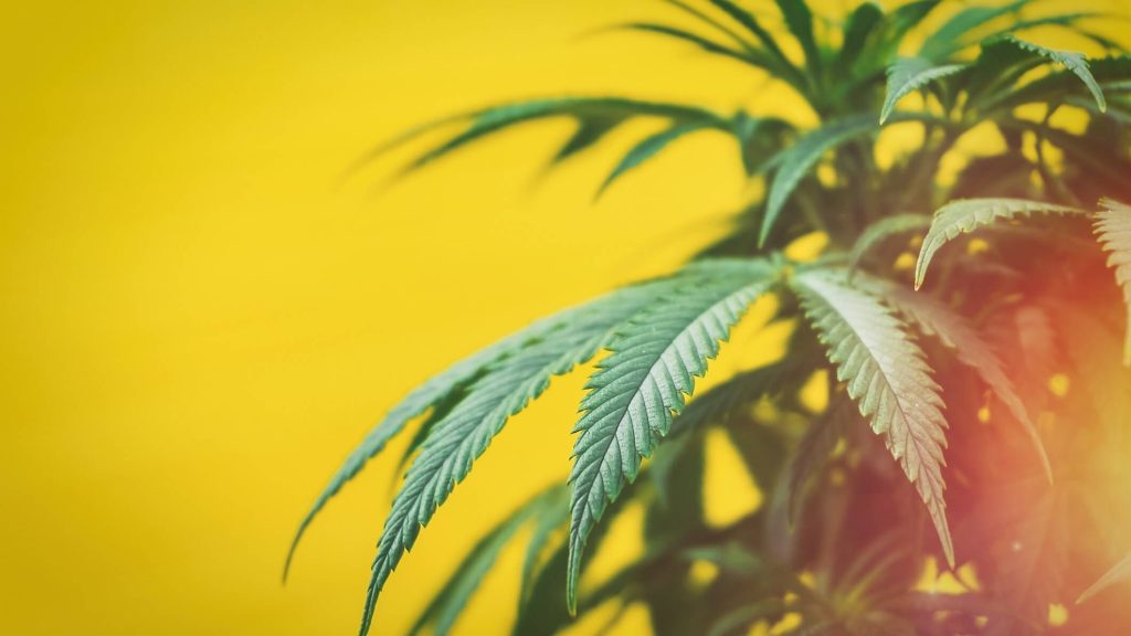 Cannabisplant en studie van de bestanddelen