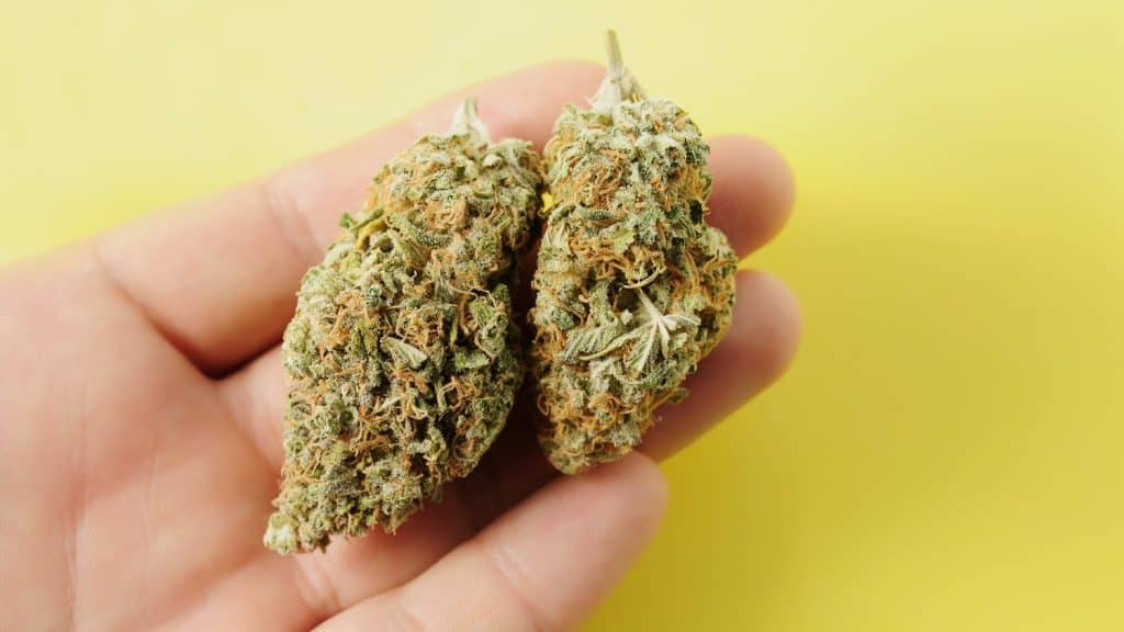 Como saber se um botão de canábis é de boa qualidade