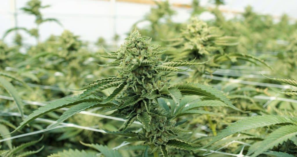 Cultivo legal de canábis