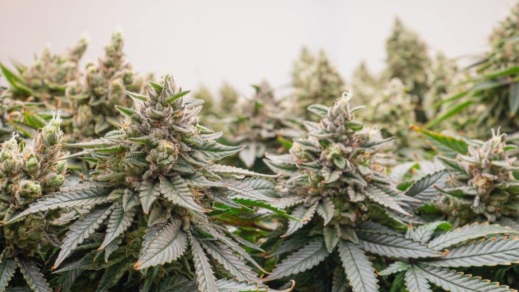 Chocolope CBD Cannabis Cannabis Variety Chocolate Aroma