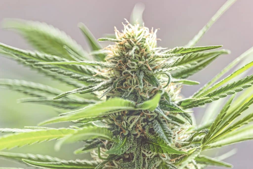 Botões Cannabis autoflorescente Maconha autoflorescente Cannabis