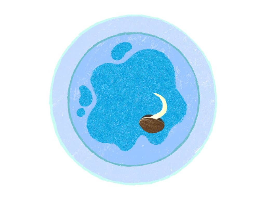 Keimen von Cannabissamen, Schritt 1