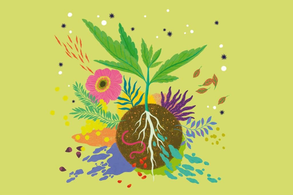 Instruções de germinação