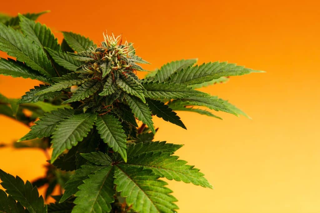 Planta de cannabis, pormenor