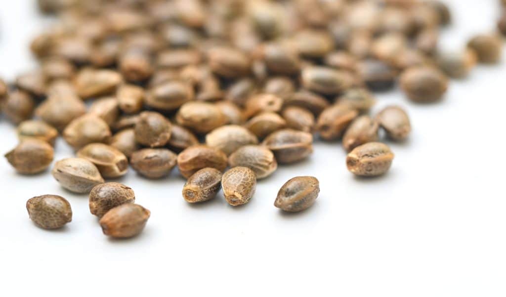 Graines de chanvre certifiées